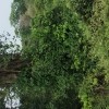 Rohit 