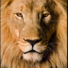 Jay Grewal