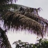 Mausi