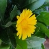 Deepak