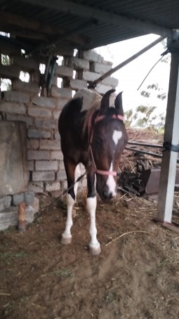 Kaklotar__47, 18, India