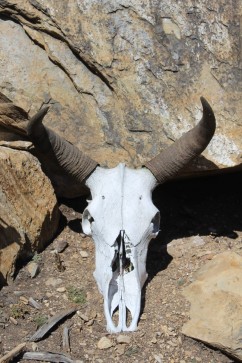 Mr Wild, 30, Nepal