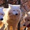 Jon