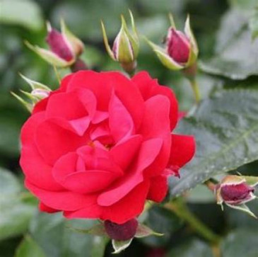 Lou , 56, United Kingdom