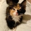 Millie