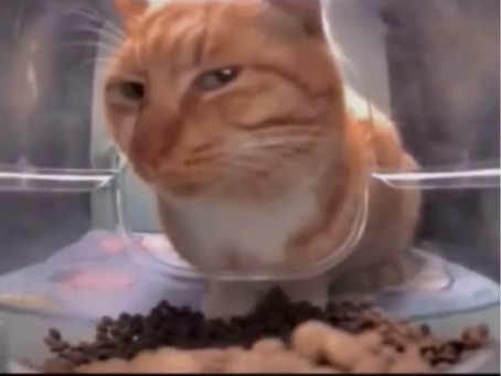 LoverBoy, 23, United States