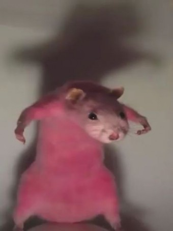 I BITE, 20