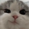 ave