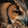 Owl, 60, Peru