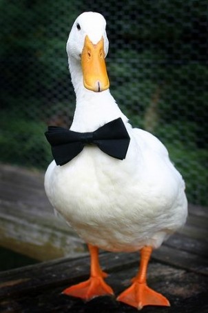 Mr Quacks, 99, United Kingdom