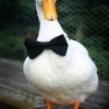 Mr Quacks