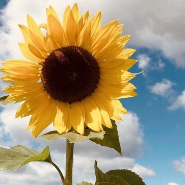 Sunflower, 23, Philippines