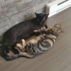MisterFriend