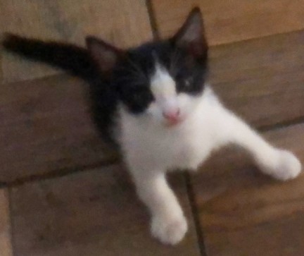 Gato, 19, Philippines