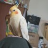 Hasi