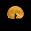 KrishWarrior