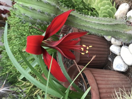 StormLady, 48, South Africa