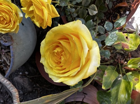 Pls , 18, United States