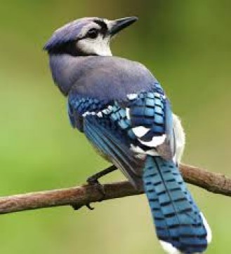 Birds, 19, United Kingdom
