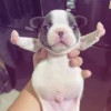 verna