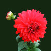 Yash Thakur