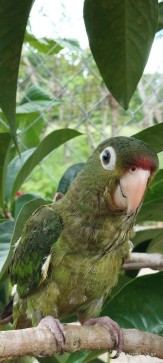 Pudin, 18, Panama