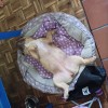Jake