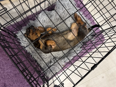Rambo, 23, Romania