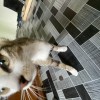 Mael