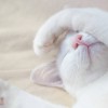 Gatvacaffa