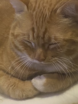 Godly Cat, 24, United States