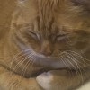 Godly Cat
