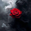 Black_Rose 212