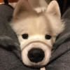 DORI