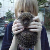 Noah