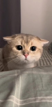 Cookie, 21, Germany