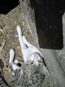 Vookie Dookie, 18, India