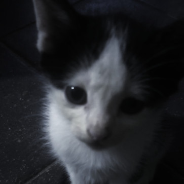 Ghost, 18, India