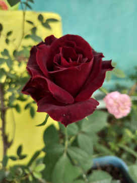 Rahul Kumar, 20, India