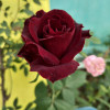 Rahul kumar