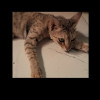 Prash