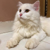 Aniket