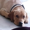 Shubh
