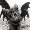raawrxD