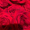 Rose Rose