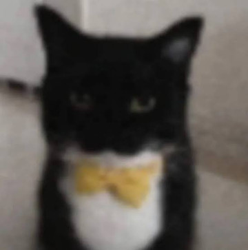 Drunk Penguin, 22, India
