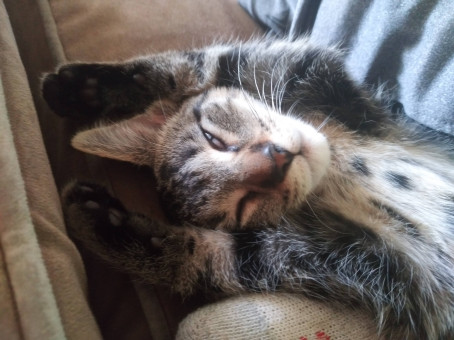 Haruhi, 20, United States