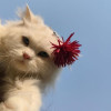 eshaaa_meow