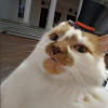 Oddman