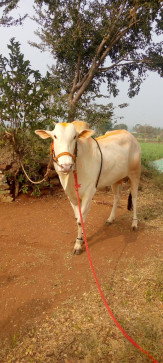 Patil, 19, India
